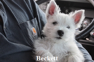 Beckett2